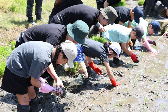 田植えの様子
