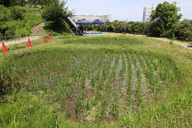 田植えから1か月経過した稲