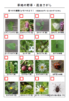 草地の野草・昆虫さがしチェックリスト