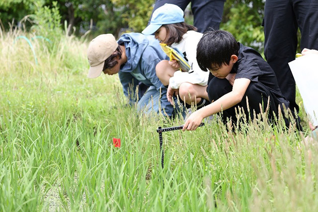 稲の高さの測定