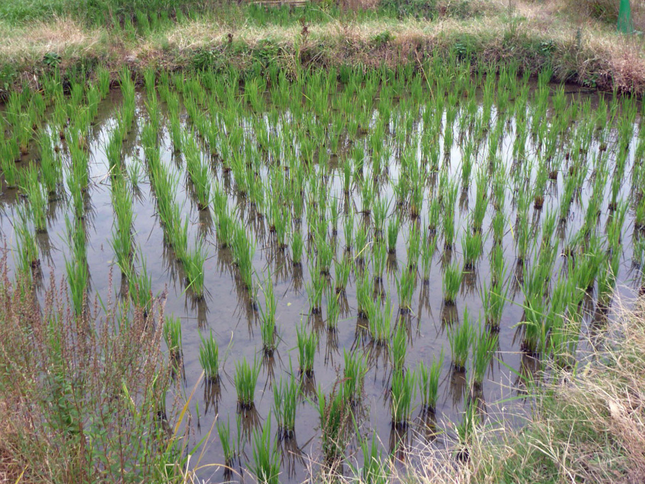 稲刈り後の田んぼ