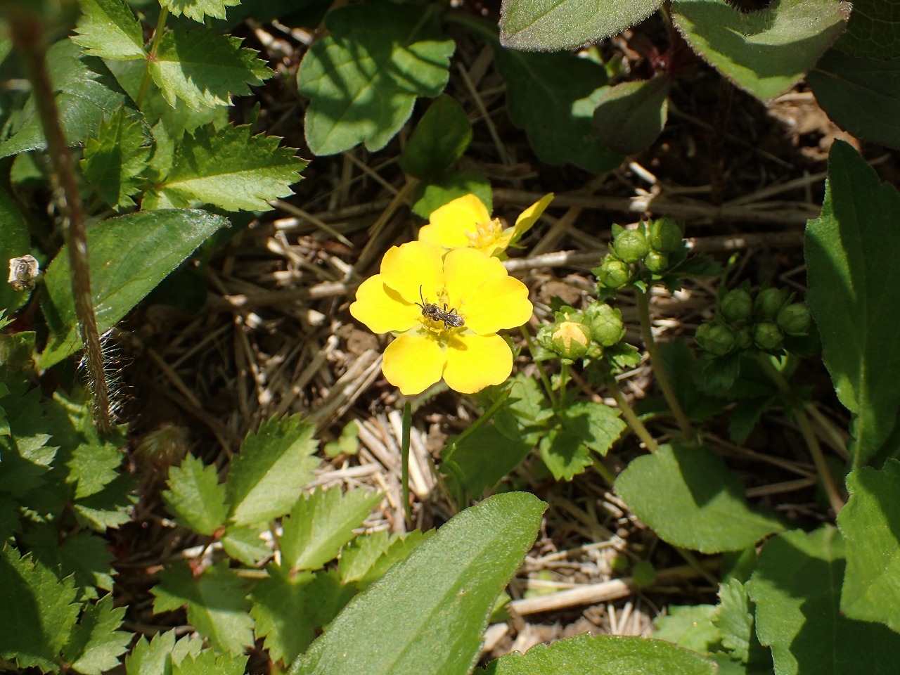 Three-leaved Cinquefoil and Carrot Wasps