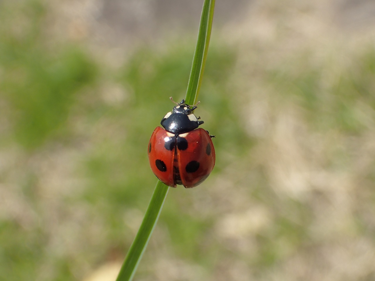 Seven-spotted ladybug