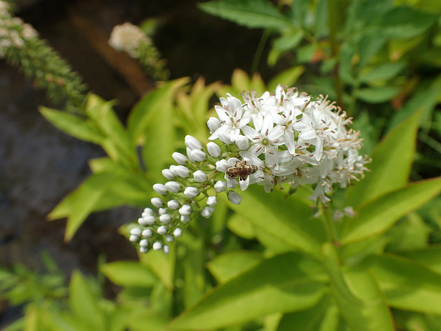 Gooseneck loosestrife