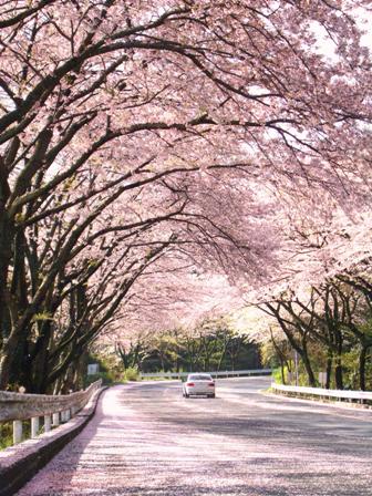 sakura_tunnel.JPG